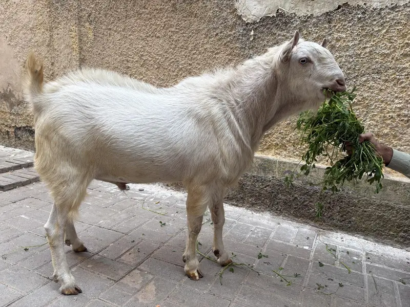 pure teddy Bakra — photo 8