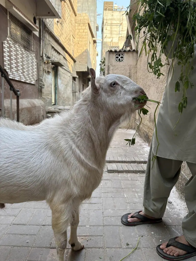 pure teddy Bakra — photo 9