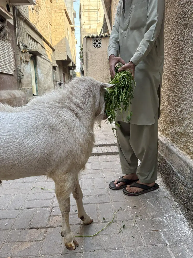 pure teddy Bakra — photo 10
