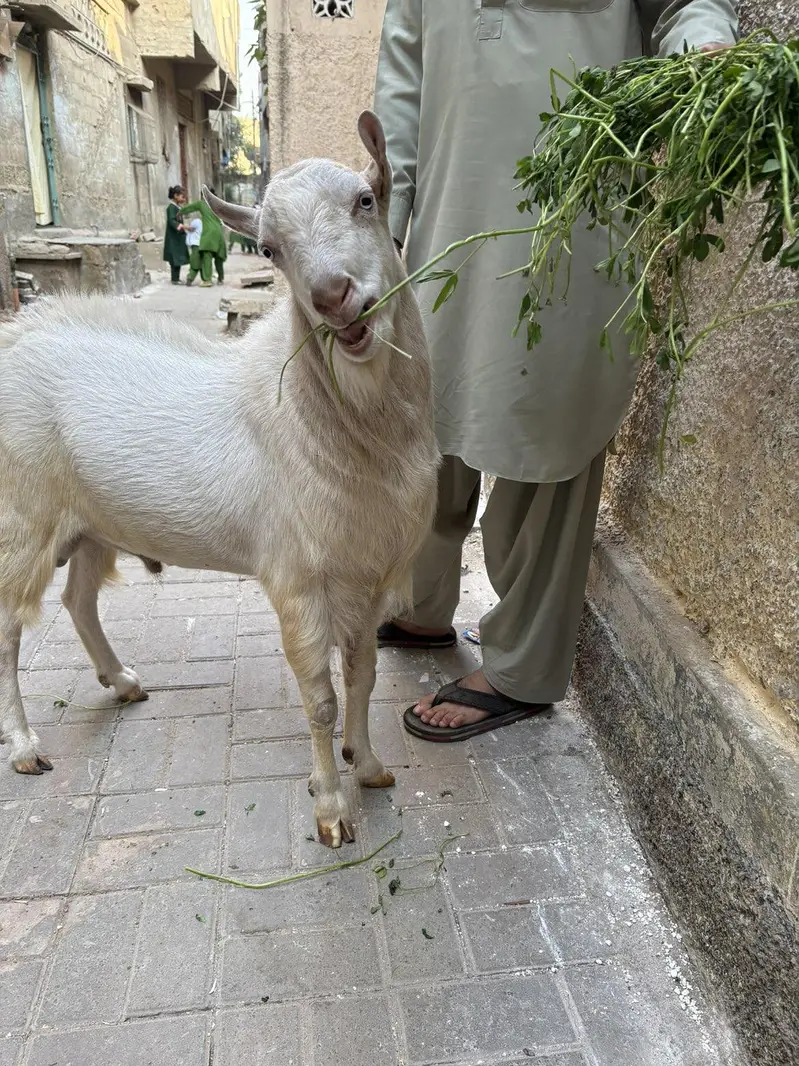 pure teddy Bakra — photo 11