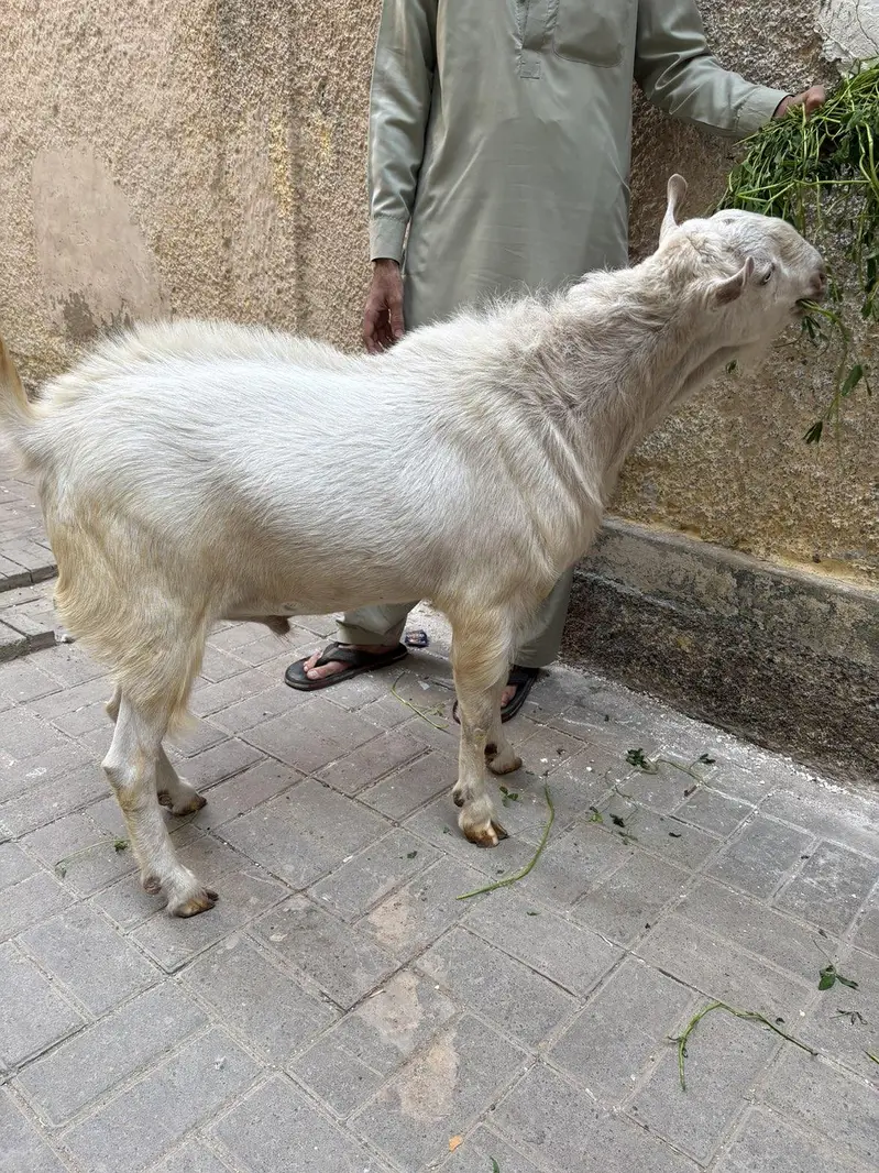 pure teddy Bakra — photo 12