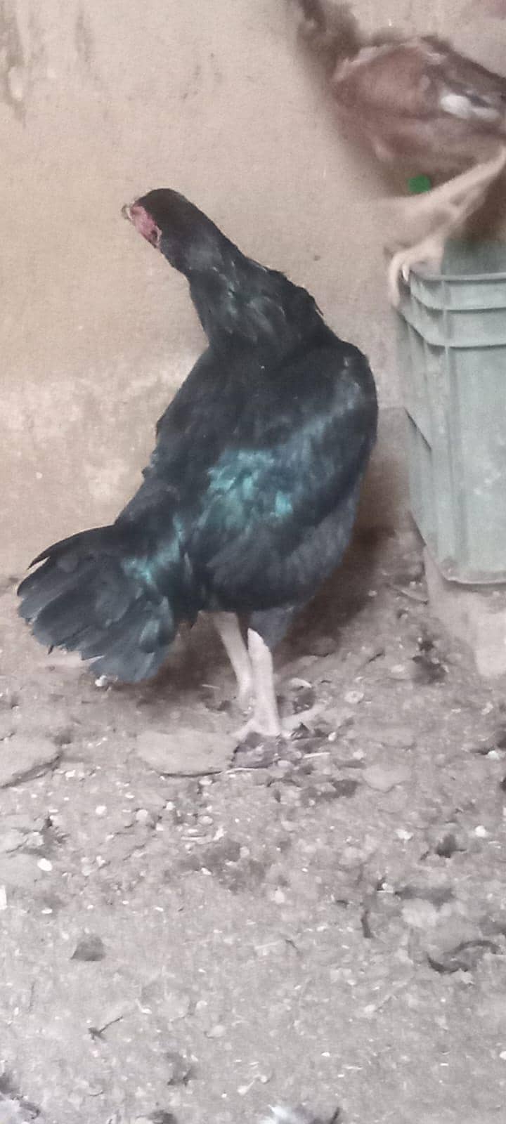 sindhi 2