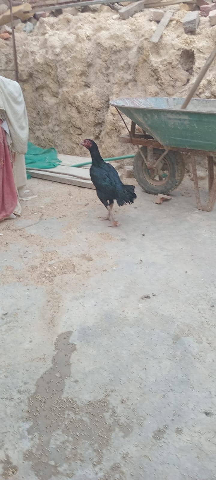 sindhi 3
