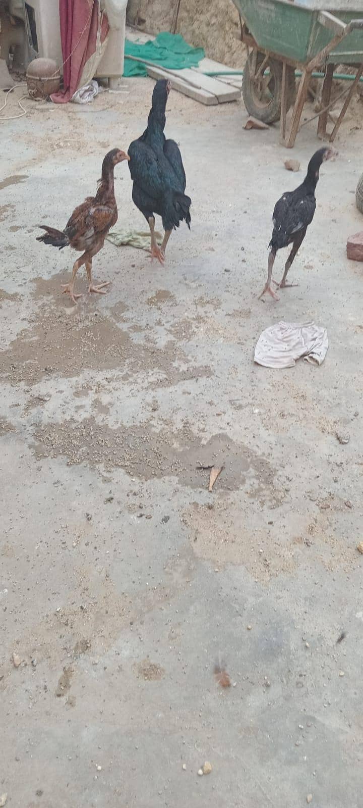 sindhi 4