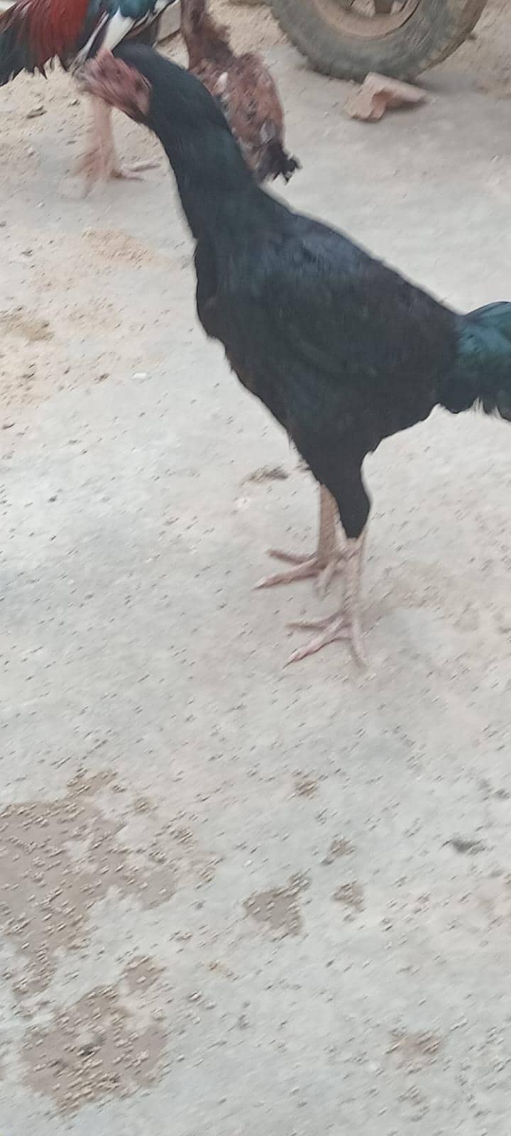 sindhi 5