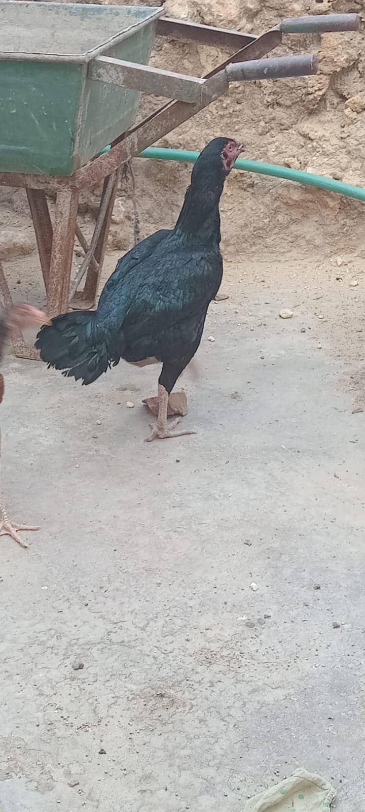 sindhi 8