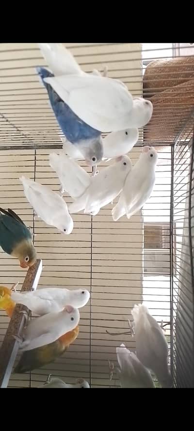 Albino redeyes for sale
