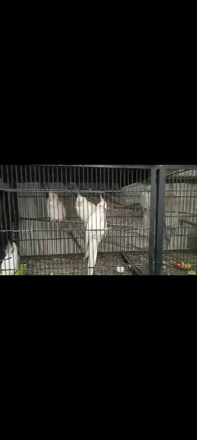 cockatiel parrots breeders