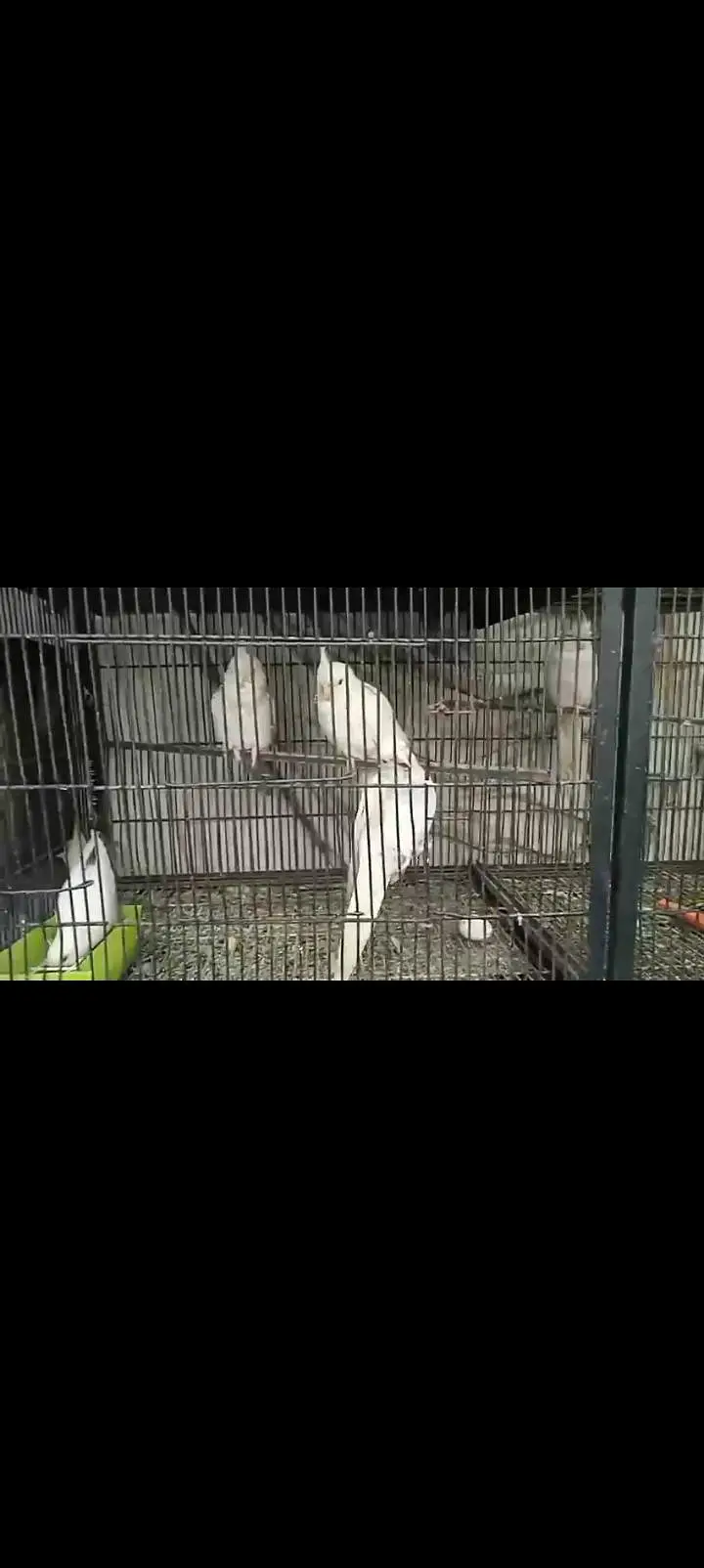 cockatiel parrots breeders — photo 2