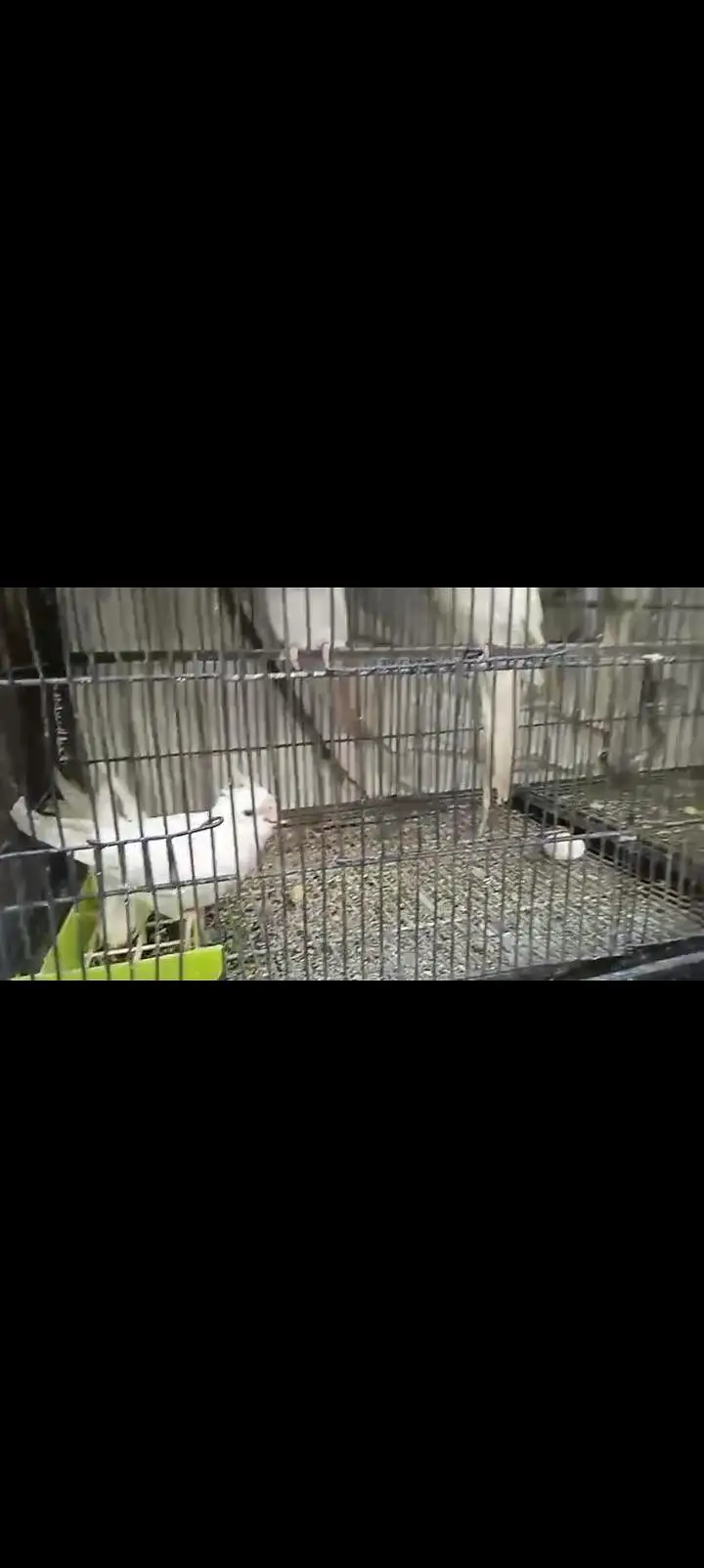 cockatiel parrots breeders — photo 3