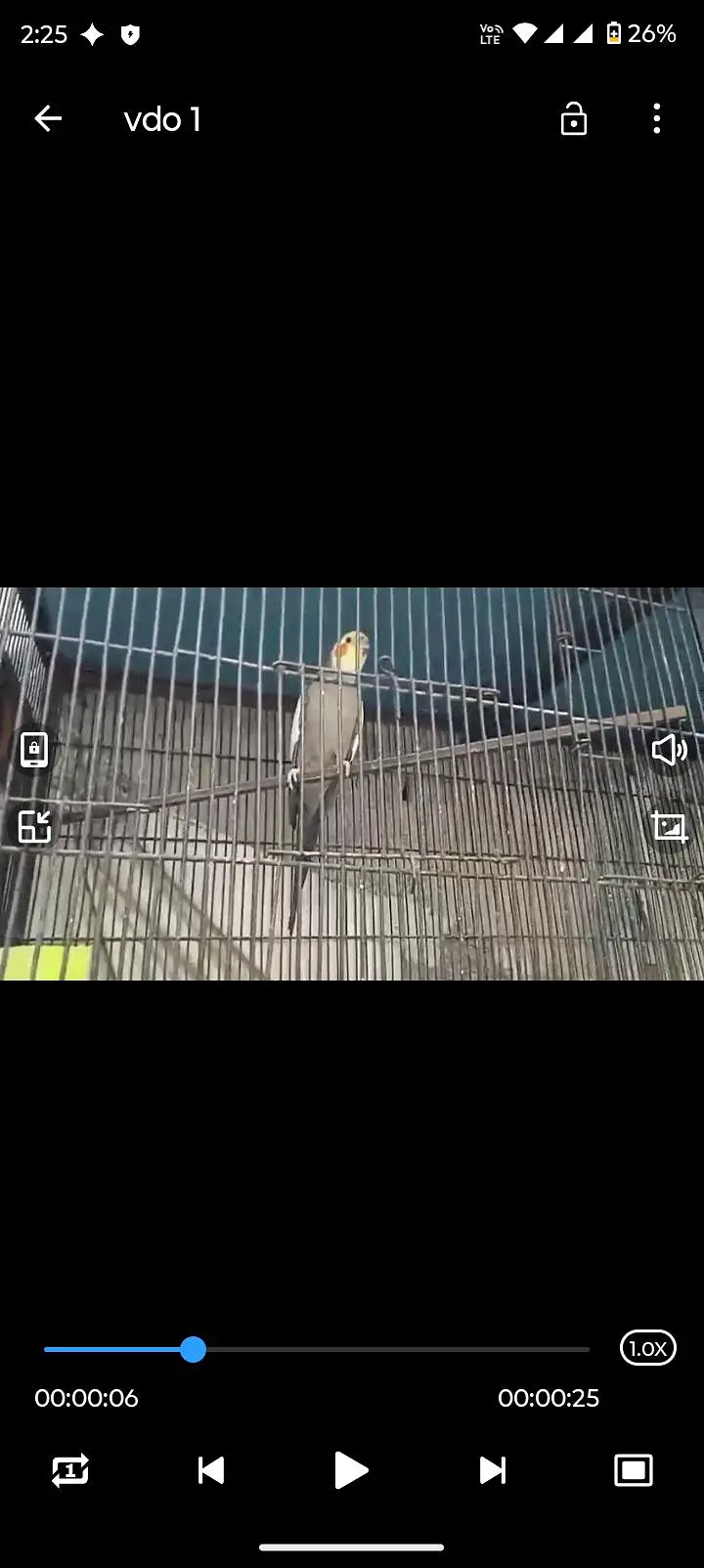 cockatiel parrots breeders — photo 4
