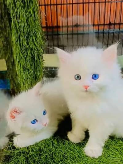 Persian cat for sale my WhatsApp number 03457084434