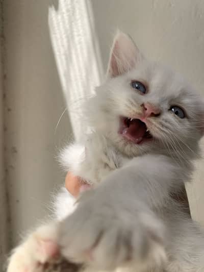 Kitten for sale