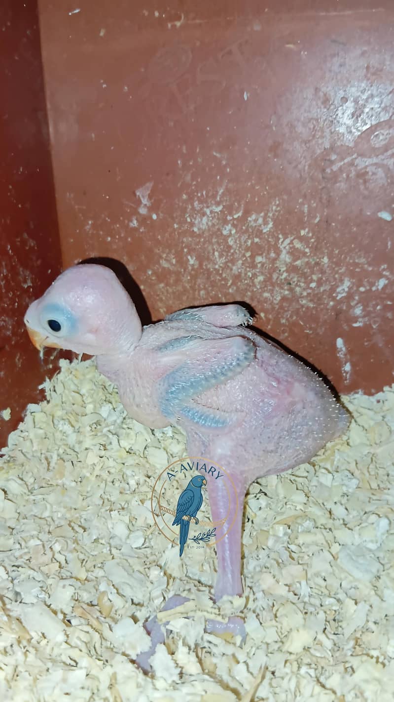 Ringneck Chick 0