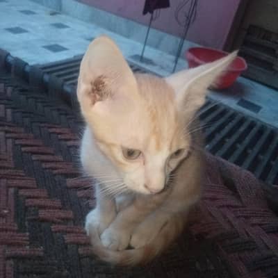 cat for sale
