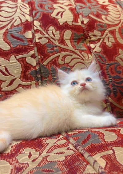 Fawn playful Kitten