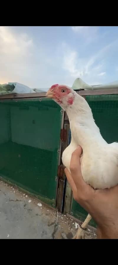Indian parrot beak long tail eggs laying female