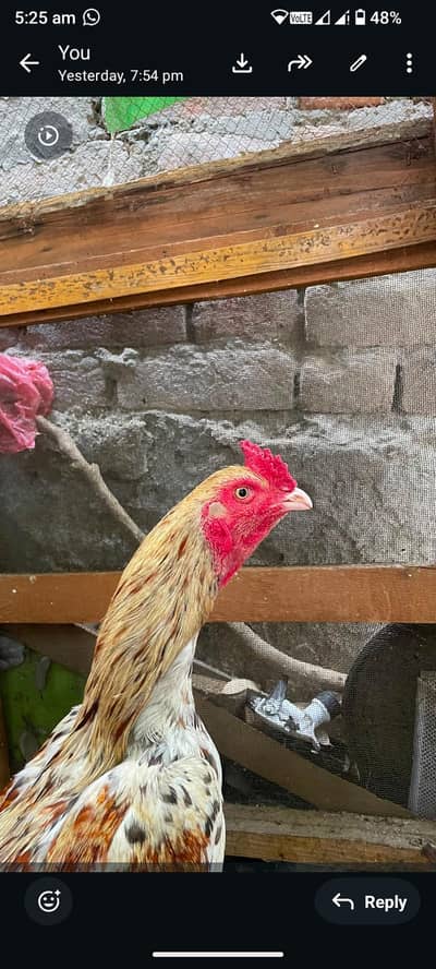 murga for sale