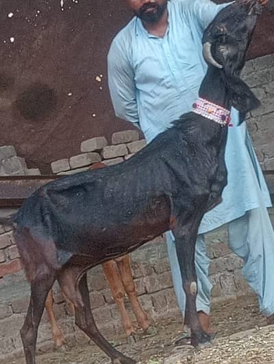 Beetal Gabn bakri sale