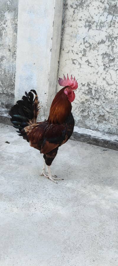Golden Misri Hens for sale