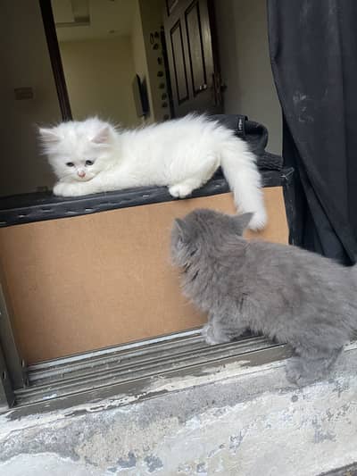 Persian cat