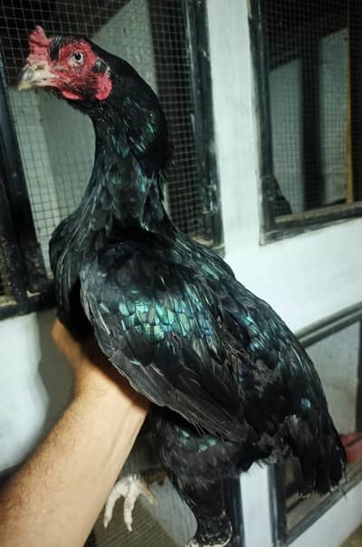 ASEEL QUALITY MIYAWALE BLOOD LINE FEMALE