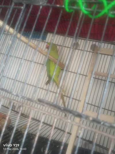 ringneck
