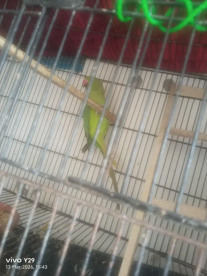 ringneck