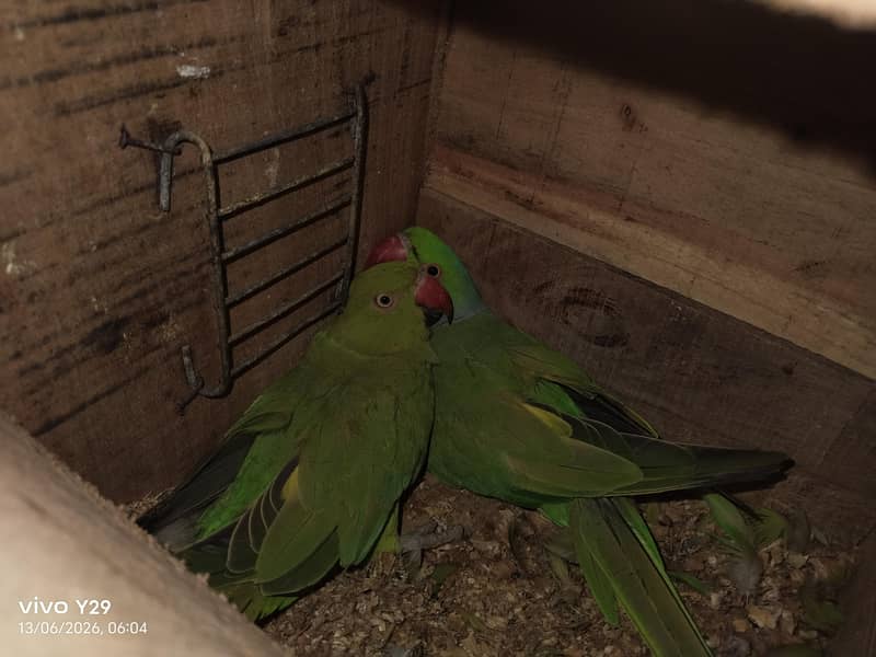 ringneck 1
