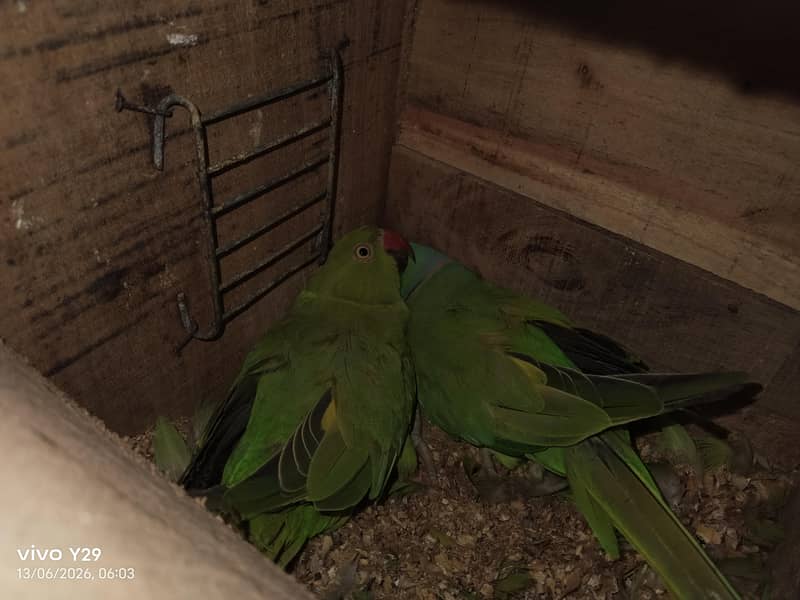 ringneck 2