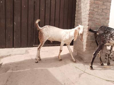 desi Bakra for Sale Mashallah Call  03481743426