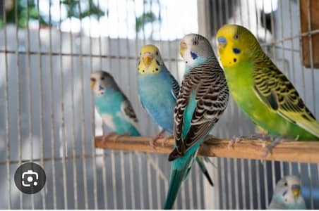 Australian Parrots urgent sale