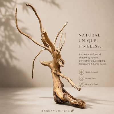 Natural Driftwood