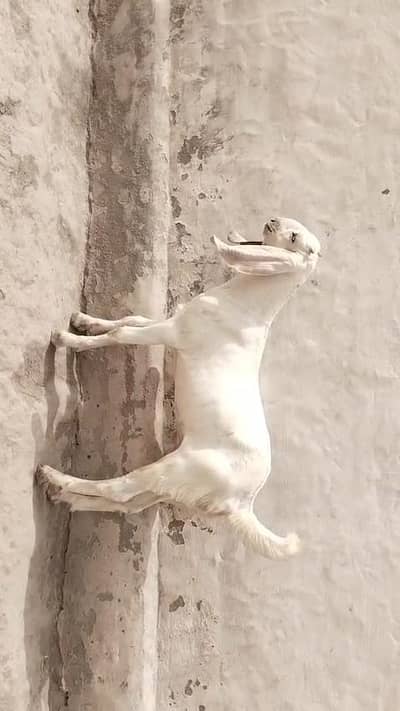 desi Bakra for Sale Mashallah Call  03188945675