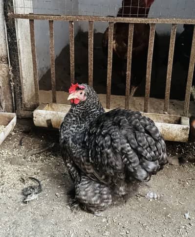 Coco bantam | Mottled | white | black | Golden buff | Silkie | Polish