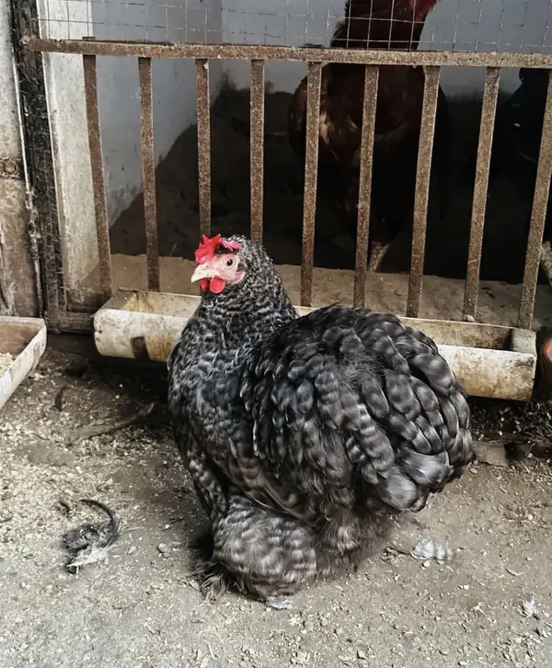 Coco bantam | Mottled | white | black | Golden buff | Silkie | Polish