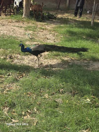 peacock and 2 female