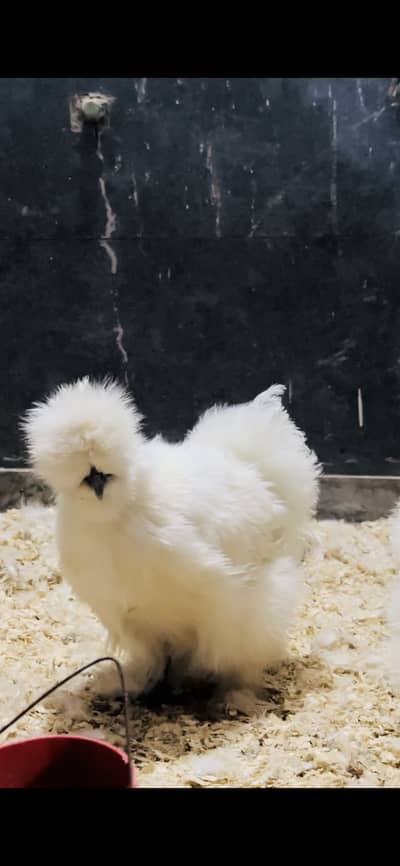 White silkie chicks week old to 2.5 Month