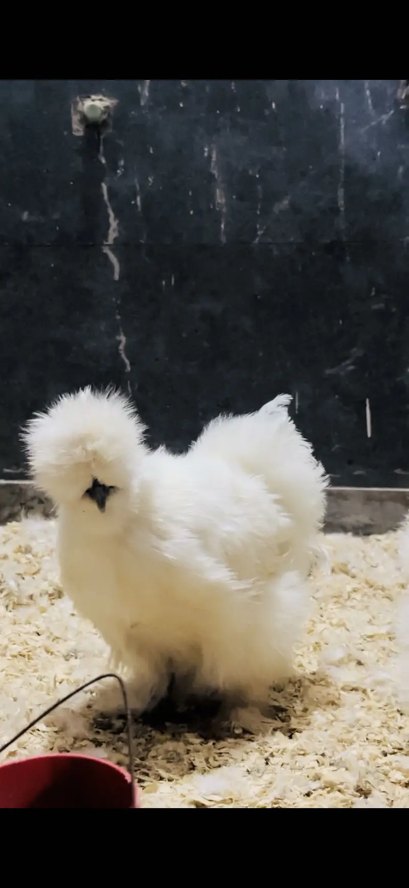 White silkie chicks week old to 2.5 Month