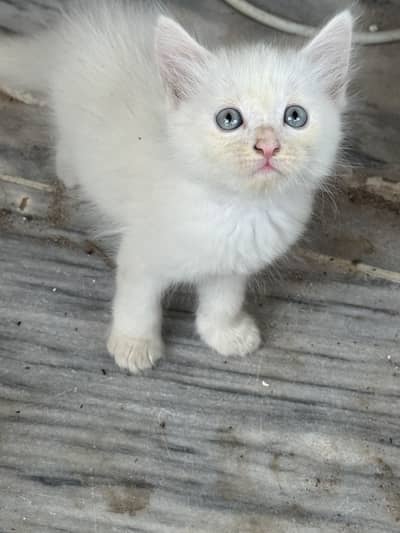 Persian Kittens For Sale