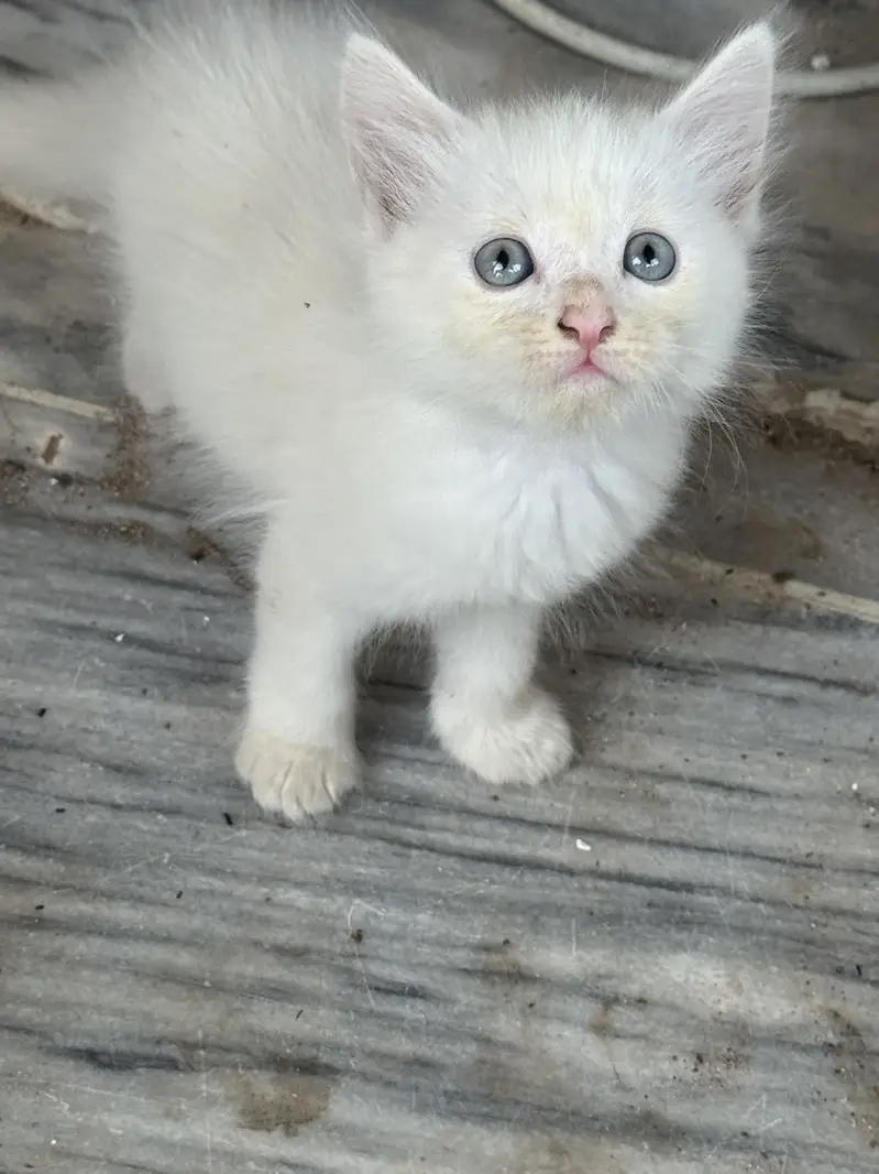 Persian Kittens For Sale