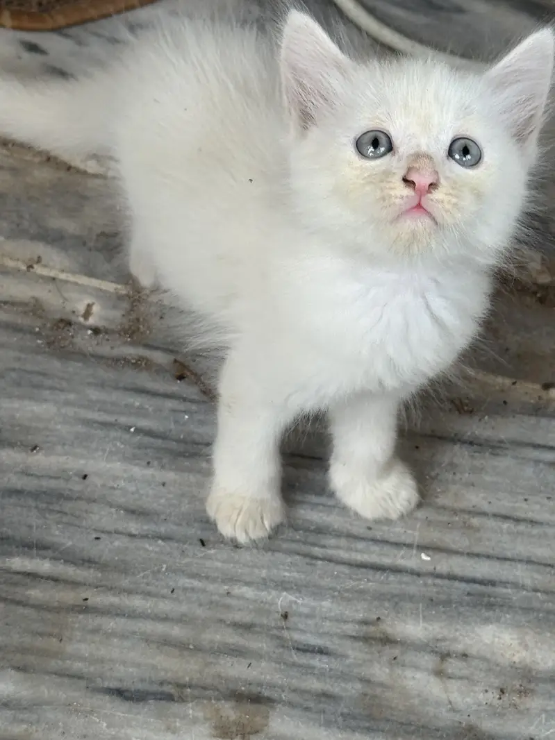 Persian Kittens For Sale — photo 2