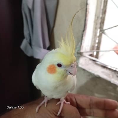 Handmade cocktail