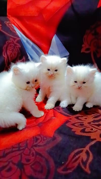 Persian Kittens