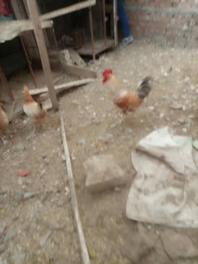 healthy and active pure Desi hens