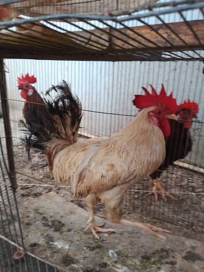 Misri Hens