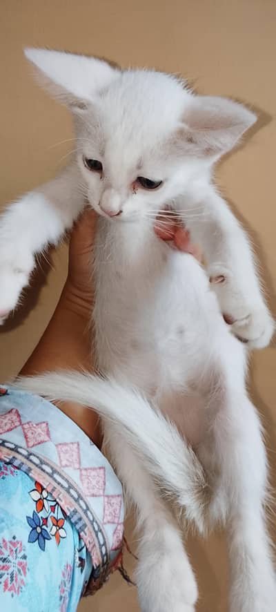 Turkish angora cats male and female kittens available