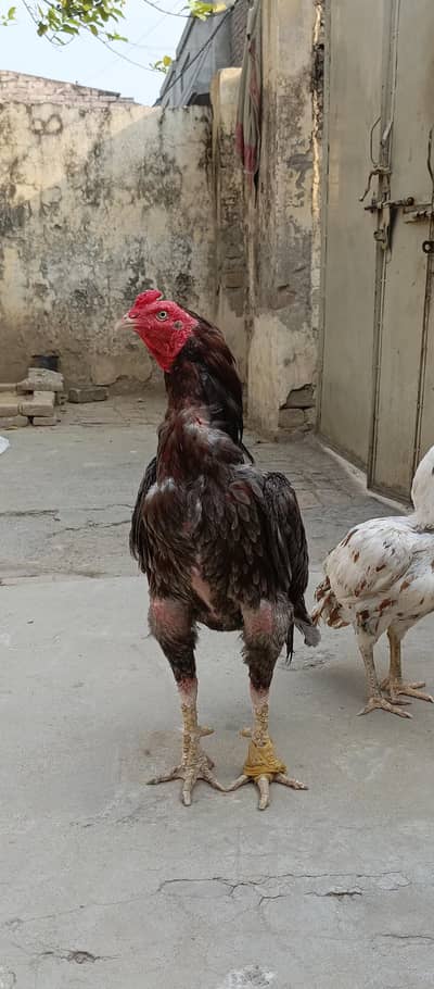 Aseel lakha murga high quality  ( Murgi other )
