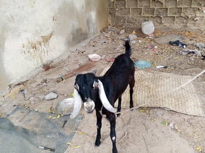 bakra ha. call. me. this number. 03128050867