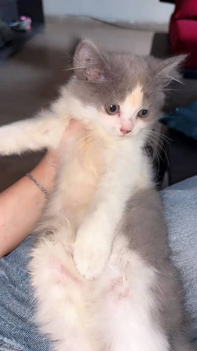 Persian cat for sale